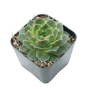 Sempervivum heuffelii 'Pink Skies' in a plastic pot, indoor succulents, succulent care guide, buy succulents onlinebackground