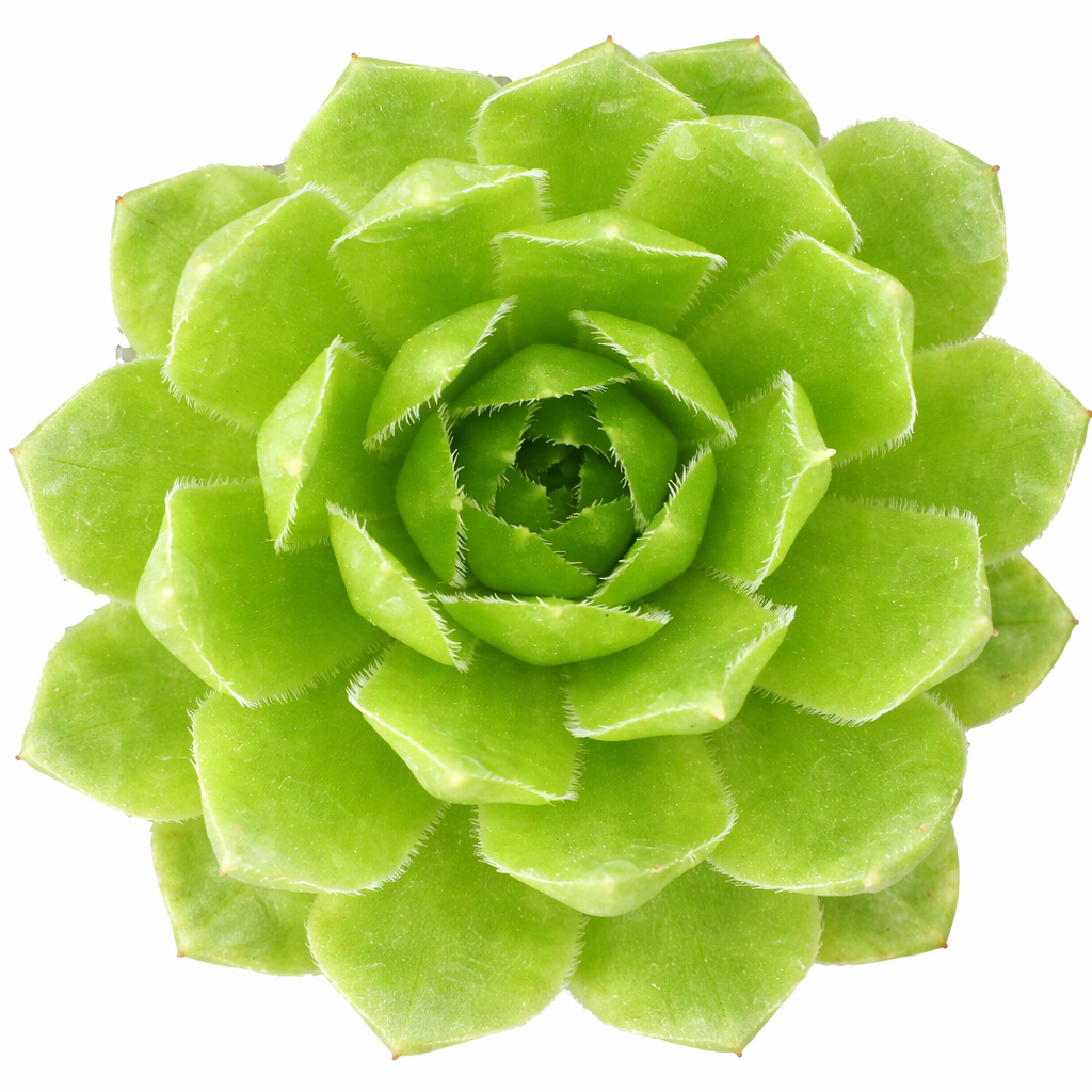 Sempervivum heuffelii 'Pollyanna', green succulents, indoor outdoor succulents, succulent care guide, buy succulents online