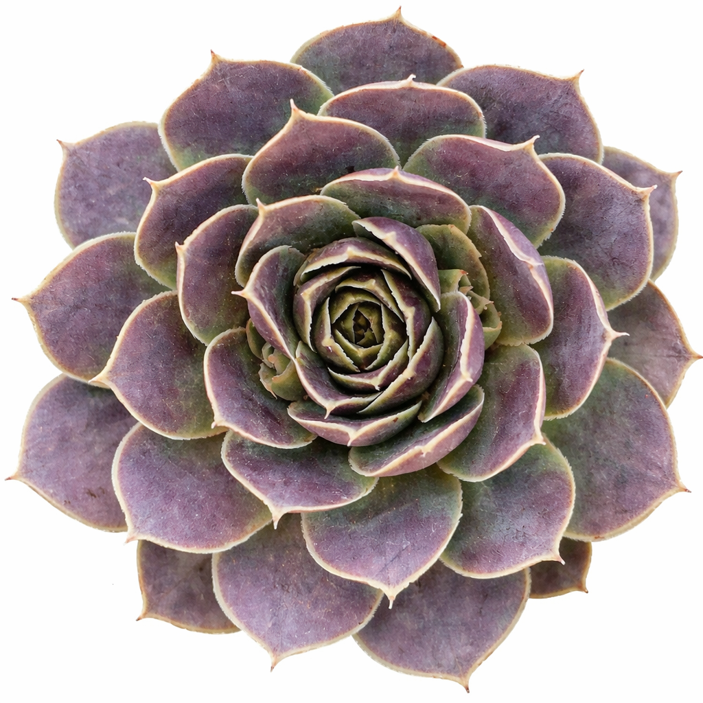 purple haze succulent Sempervivum heuffelii 'Purple Haze'
