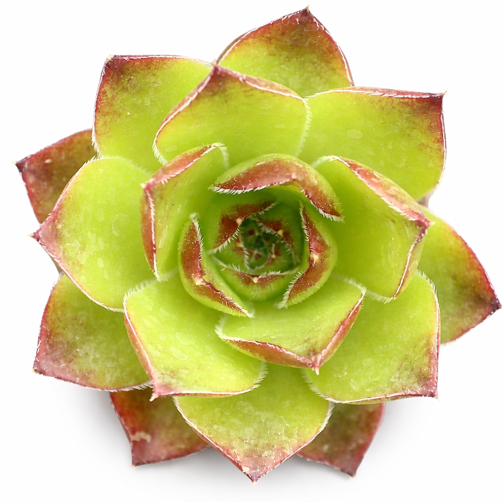 2 inch Sempervivum heuffelii ‘Sundancer’, green succulents, indoor succulents, succulent care guide, buy succulents online