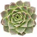 2 inch Sempervivum heuffelii 'Tan', green succulents, indoor outdoor succulents, succulent care guide, buy succulents online