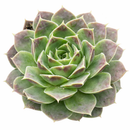 2 inch Sempervivum heuffelii 'Tan', green succulents, indoor outdoor succulents, succulent care guide, buy succulents online