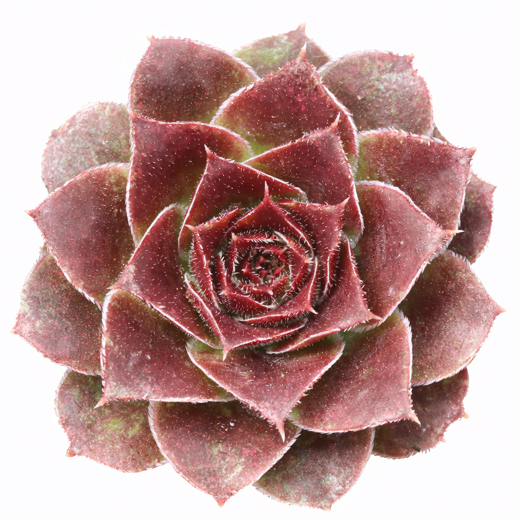 Sempervivum heuffelii 'Toronto' for sale, how to grow succulents, succulent plant, succulent care tips, succulent subscription, succulents garden, Succulents, Succulents shop near me, Rare succulents