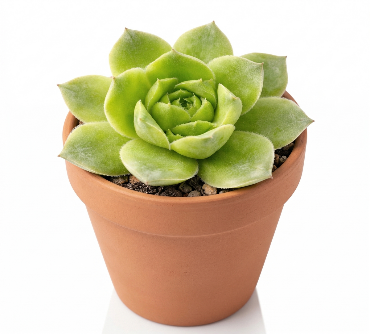 Sempervivum heuffelii 'Water Lily' in a clay pot on a white background, green succulents, indoor succulents, succulent care guide, buy succulents online