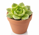 Sempervivum heuffelii 'Water Lily' in a clay pot on a white background, green succulents, indoor succulents, succulent care guide, buy succulents online