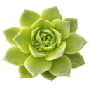 Sempervivum heuffelii 'Water Lily' in a clay pot on a white background, green succulents, indoor succulents, succulent care guide, buy succulents online