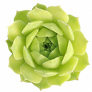 Sempervivum heuffelii 'Water Lily' in a clay pot on a white background, green succulents, indoor succulents, succulent care guide, buy succulents online