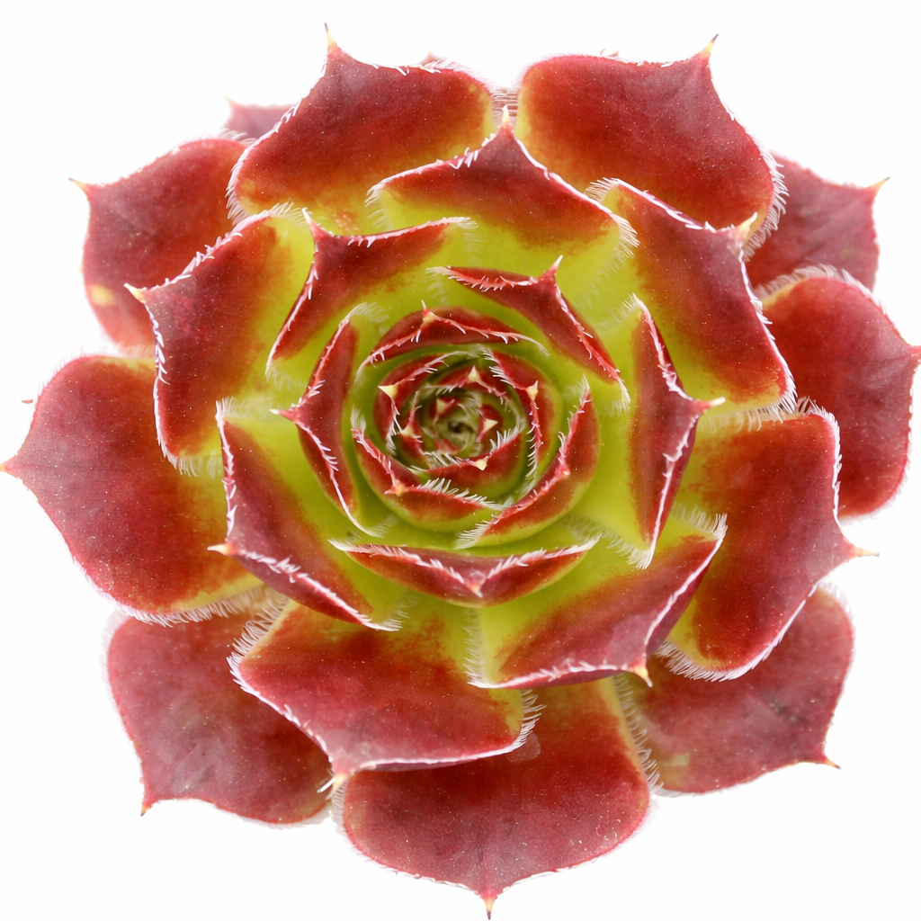 2 inch Sempervivumheuffelii Worstiana, red succulents, indoor succulents, succulent care guide, buy succulents online
