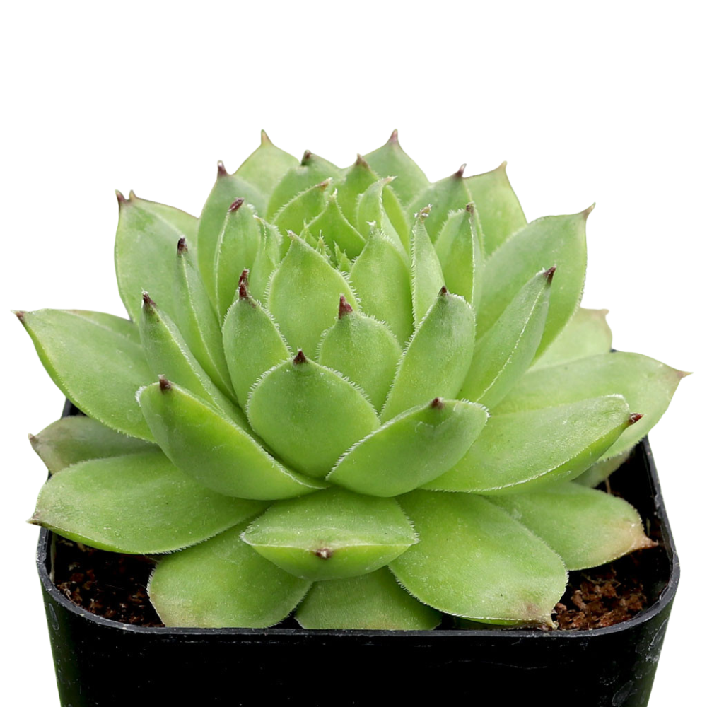 2 inch Sempervivum tectorum f/ Soldeu on a white background, green succulents, indoor succulents, succulent care guide, buy succulents online