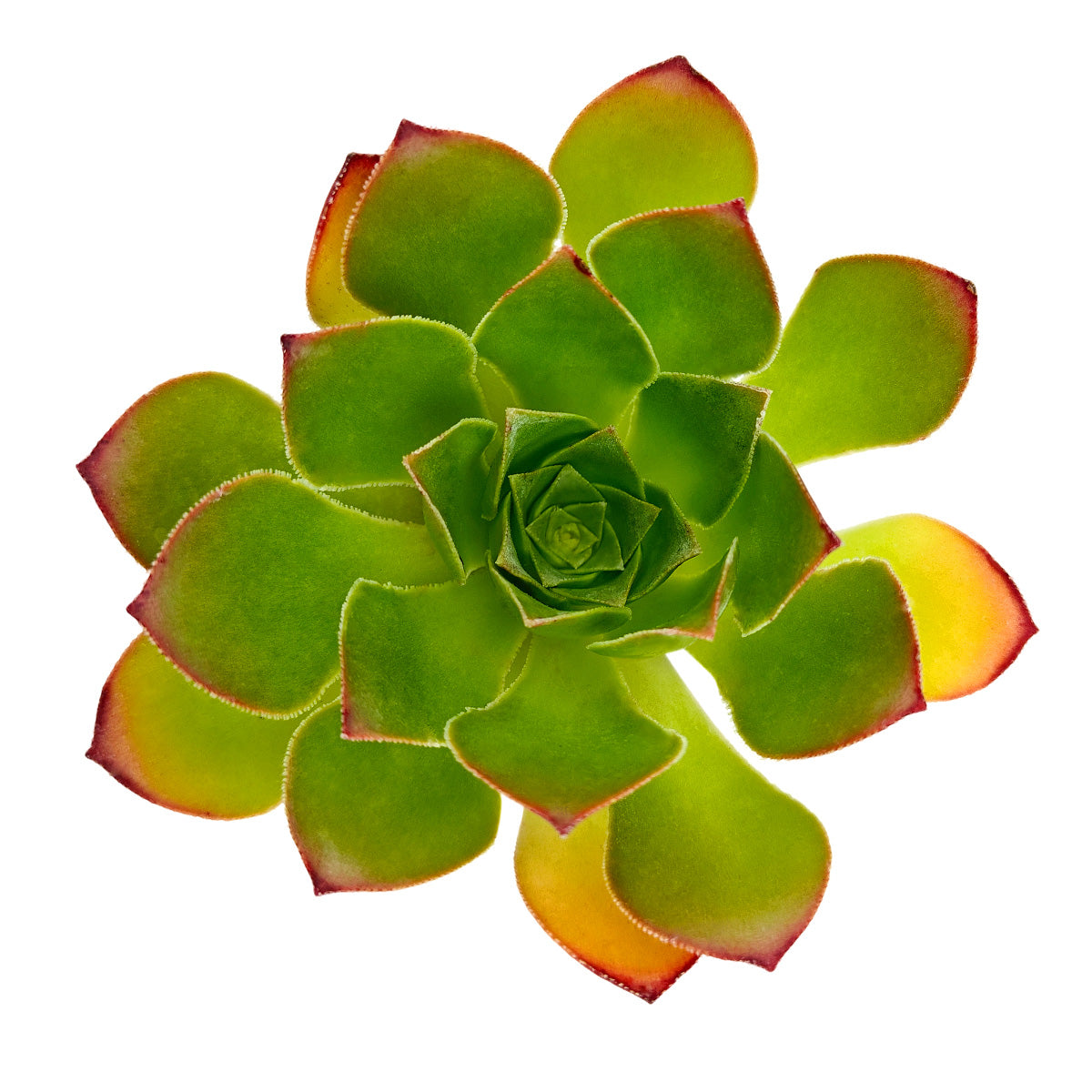 2 inch Semponium 'Diamond', green succulents, indoor succulents, succulent care guide, buy succulents online