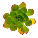 2 inch Semponium 'Diamond', green succulents, indoor succulents, succulent care guide, buy succulents online