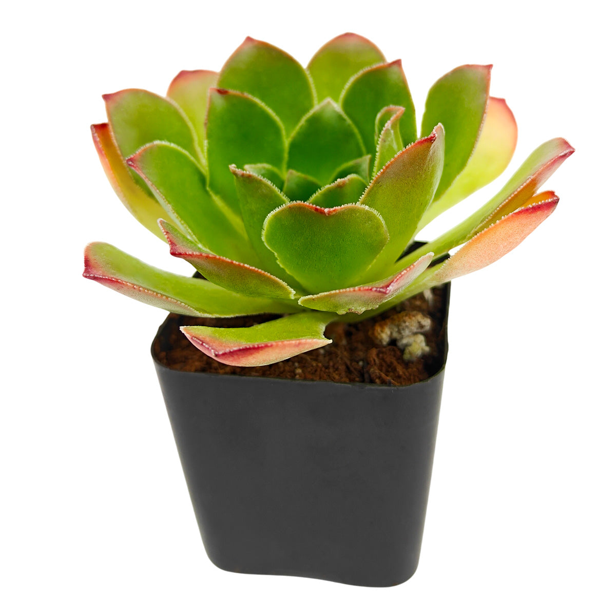 2 inch Semponium 'Diamond', green succulents, indoor succulents, succulent care guide, buy succulents online