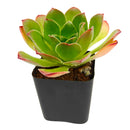 2 inch Semponium 'Diamond', green succulents, indoor succulents, succulent care guide, buy succulents online