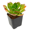 2 inch Semponium 'Diamond', green succulents, indoor succulents, succulent care guide, buy succulents online