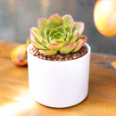 2 inch Semponium 'Diamond', green succulents, indoor succulents, succulent care guide, buy succulents online