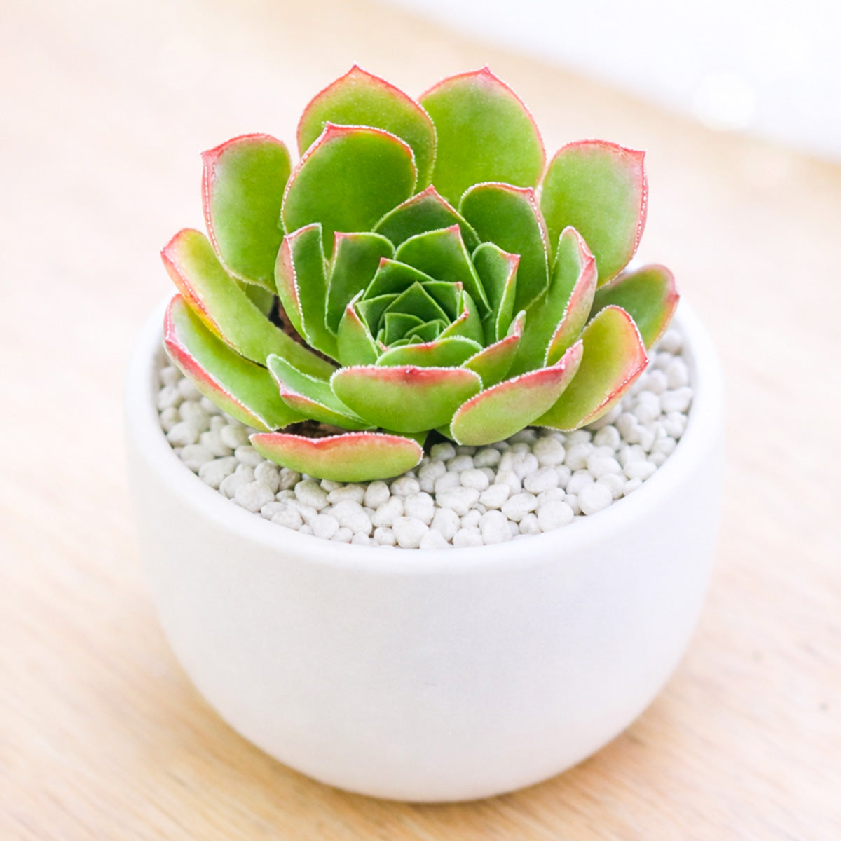 2 inch Semponium 'Diamond', green succulents, indoor succulents, succulent care guide, buy succulents online