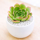 2 inch Semponium 'Diamond', green succulents, indoor succulents, succulent care guide, buy succulents online