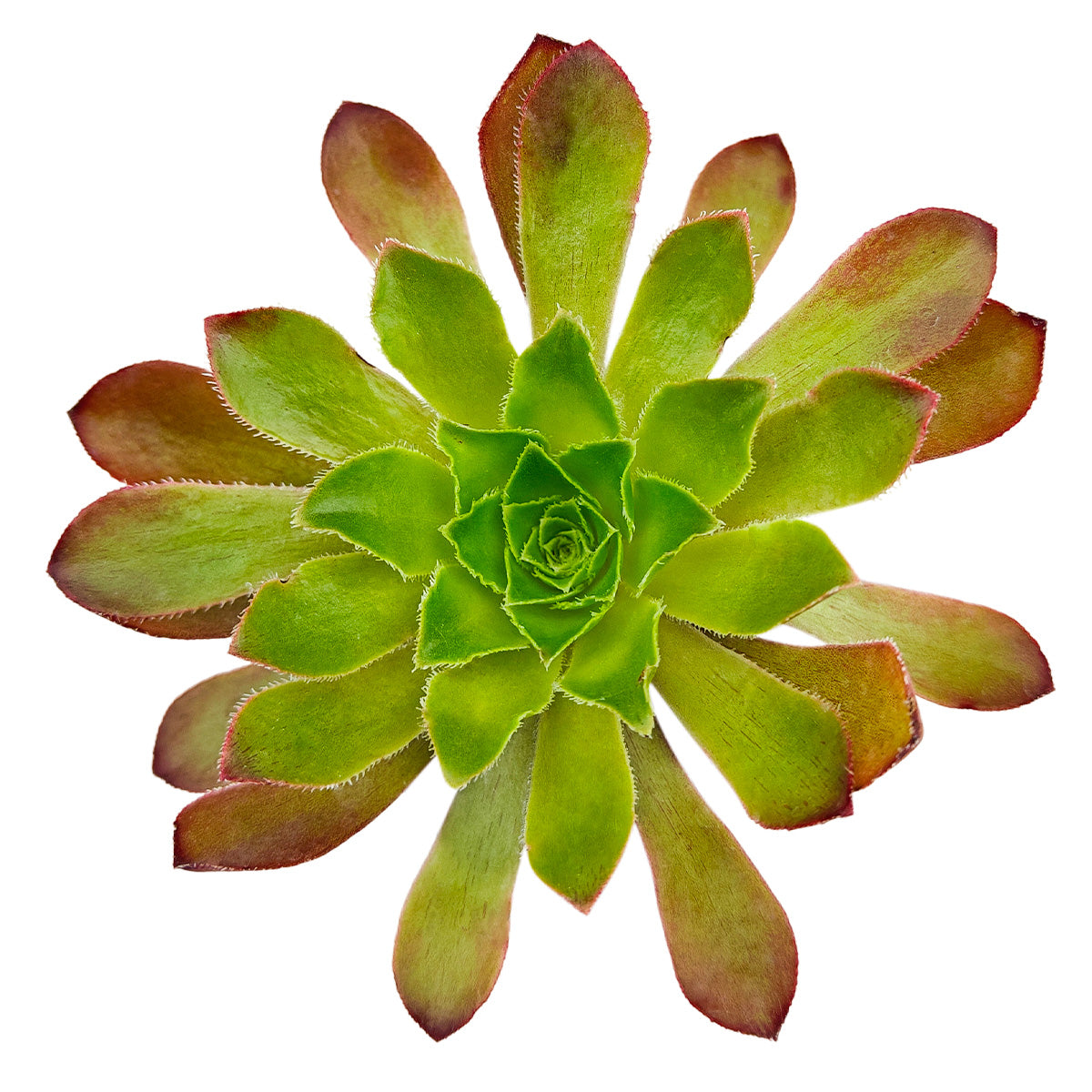 Semponium 'Sienna' in California, How to grow Semponium 'Sienna', rare succulents, rare succulents for sale, unique succulents
