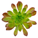 Semponium 'Sienna' in California, How to grow Semponium 'Sienna', rare succulents, rare succulents for sale, unique succulents