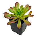 Semponium 'Sienna' in California, How to grow Semponium 'Sienna', rare succulents, rare succulents for sale, unique succulents