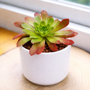 Semponium 'Sienna' in California, How to grow Semponium 'Sienna', rare succulents, rare succulents for sale, unique succulents