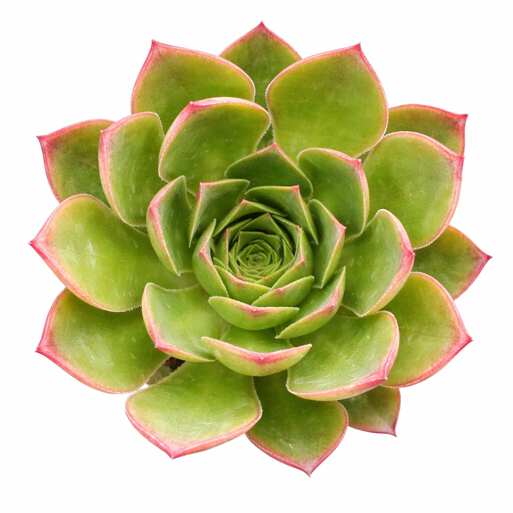2 inch Semponium 'Diamond', green succulents, indoor succulents, succulent care guide, buy succulents online