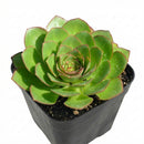 2 inch Semponium 'Diamond', green succulents, indoor succulents, succulent care guide, buy succulents online