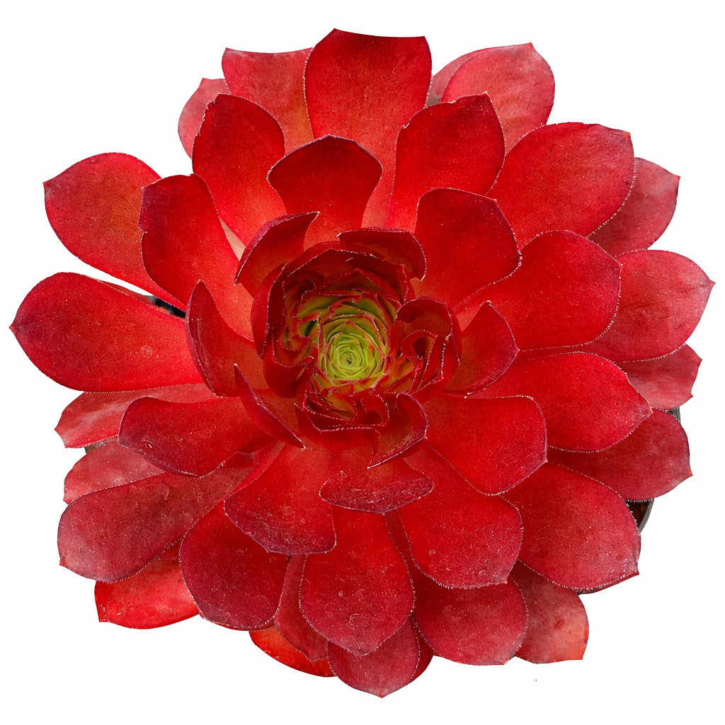 buy Semponium 'Sienna' online, rare succulent, succulent shop, unusual succulents, succulent store, succulents online