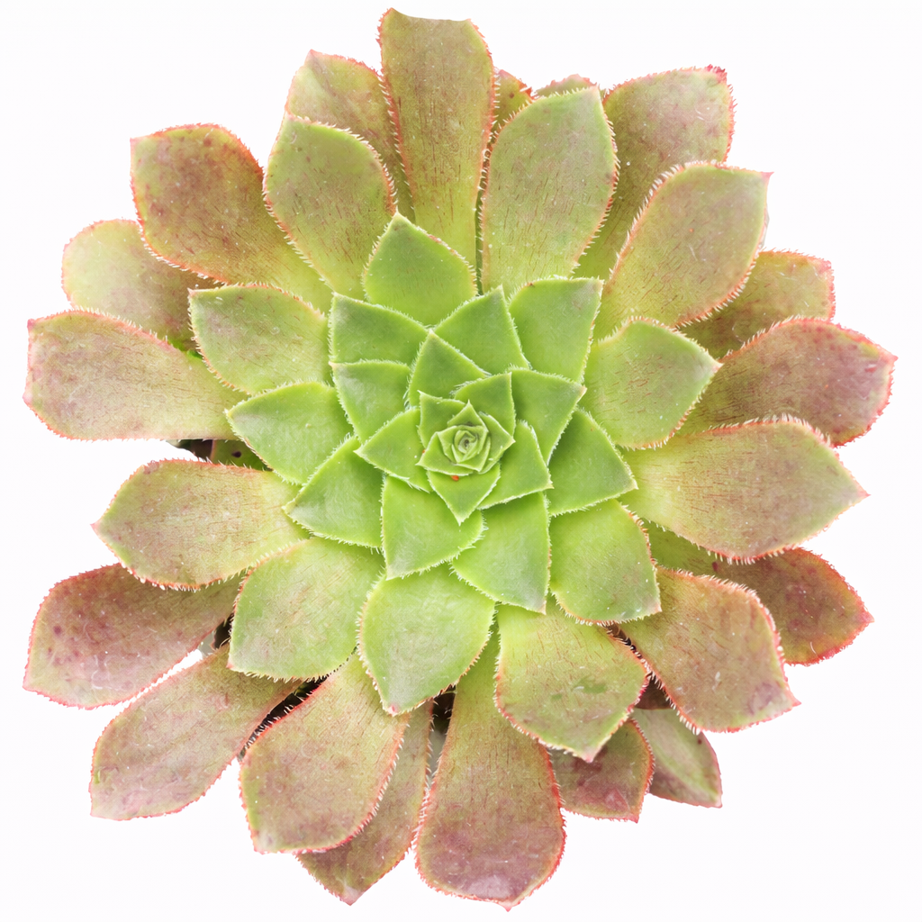 Semponium 'Sienna' in California, How to grow Semponium 'Sienna', rare succulents, rare succulents for sale, unique succulents