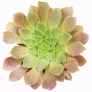 Semponium 'Sienna' in California, How to grow Semponium 'Sienna', rare succulents, rare succulents for sale, unique succulents