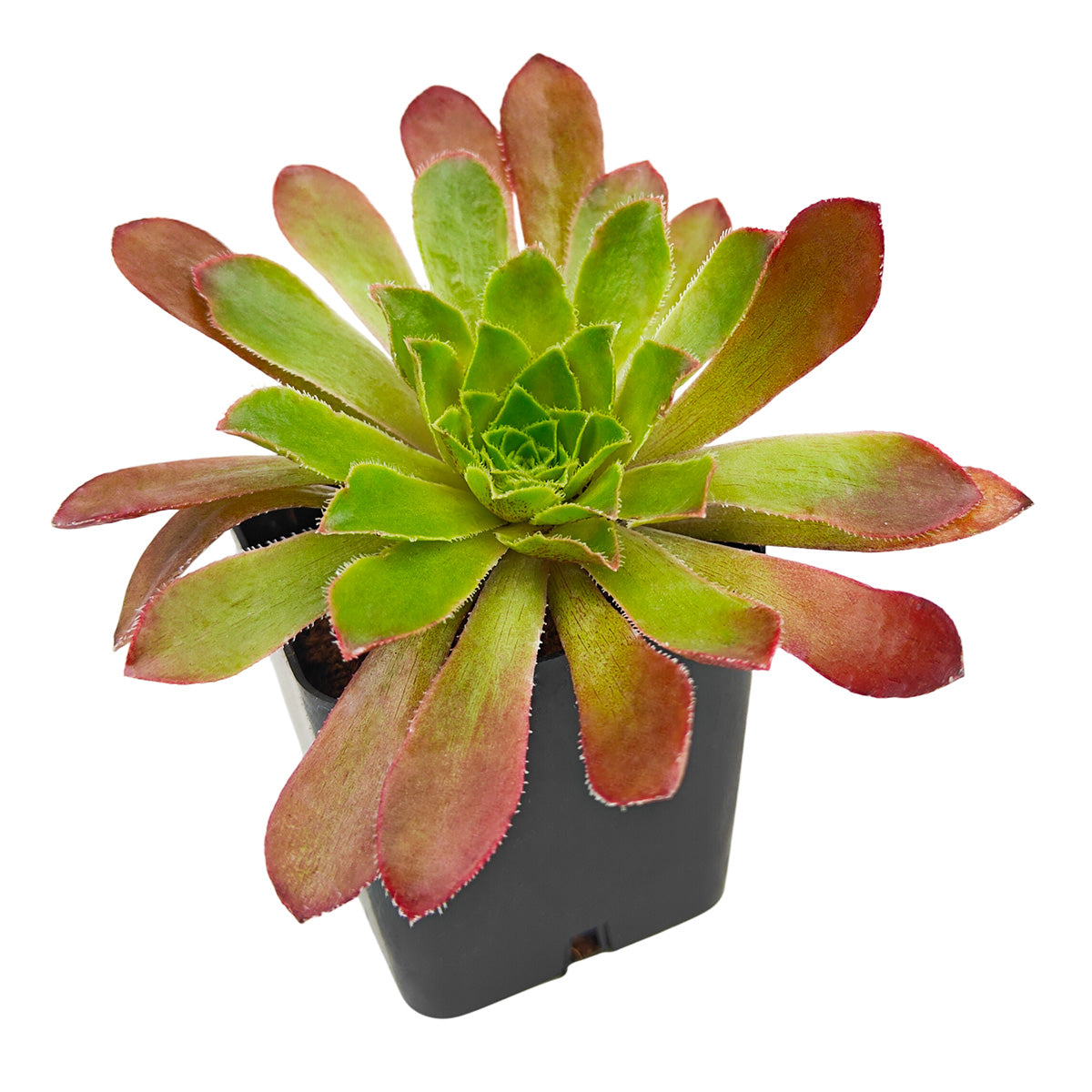 2 inch semponium 'sienna' live succulent for sale, deep mahogany-red coloring with silver-dusted fuzzy leaf texture, slow-growing compact mound formation staying under 6 inches tall, excellent stress color development in bright conditions, minimal watering frequency required, ideal bright kitchen windowsill decor, wonderful succulent gift for collectors