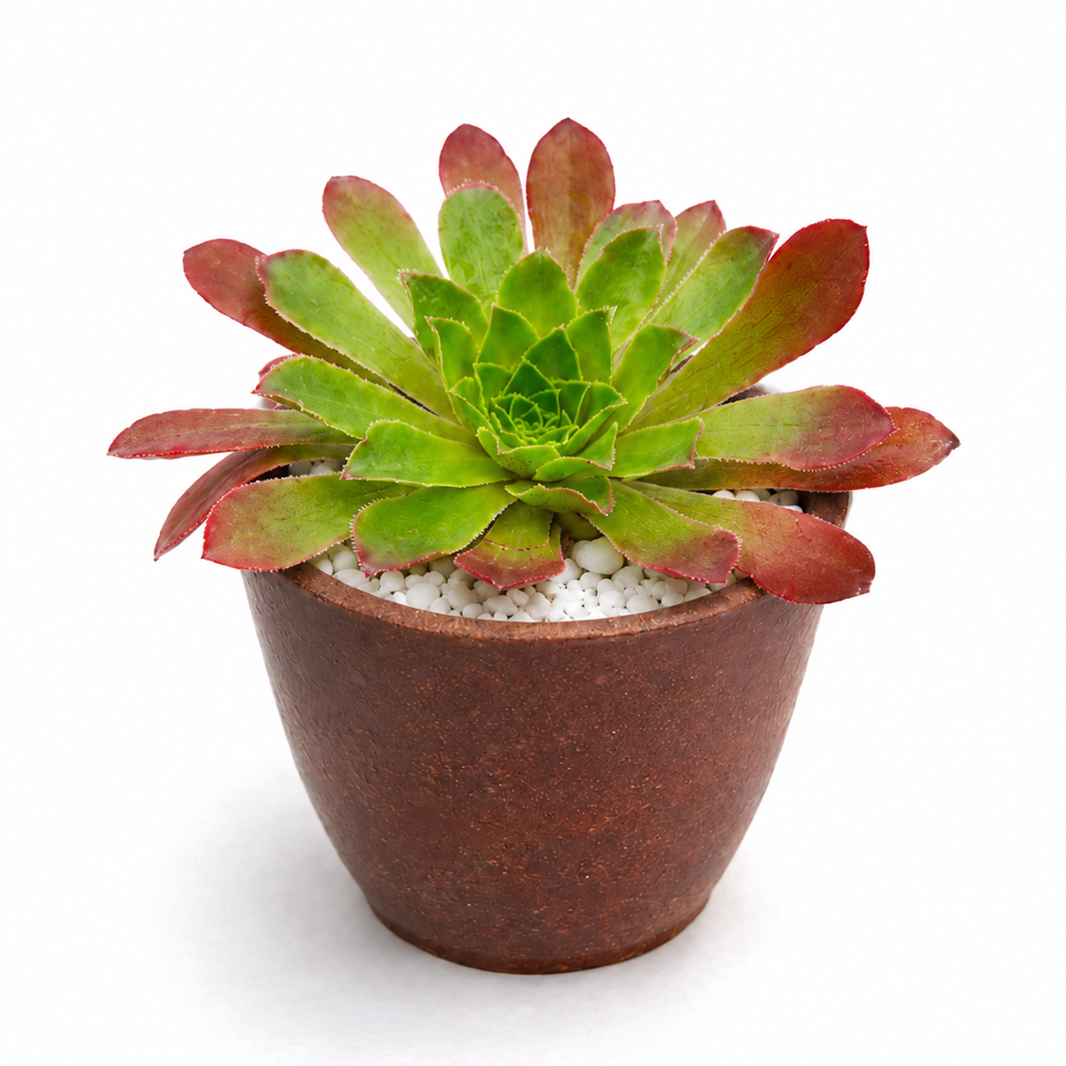 buy semponium 'sienna' live succulent 2 inch online, rich terra-cotta to deep wine-red leaf palette with velvety fine hairs, dense symmetrical rosette growth pattern forming attractive specimen, incredibly hardy tolerating temperature fluctuations, long-lived perennial requiring basic care, stunning tabletop plant arrangement piece, special gift for plant enthusiasts