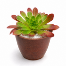 buy semponium 'sienna' live succulent 2 inch online, warm spiced-burgundy tones throughout thick textured foliage, compact rosette structure with elegant layered leaf arrangement, exceptionally cold hardy frost resistant cultivar, needs minimal supplemental care once established, ideal decorative living room accent plant, wonderful distinctive succulent gift