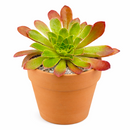 buy semponium 'sienna' live succulent 2 inch online, warm spiced-burgundy tones throughout thick textured foliage, compact rosette structure with elegant layered leaf arrangement, exceptionally cold hardy frost resistant cultivar, needs minimal supplemental care once established, ideal decorative living room accent plant, wonderful distinctive succulent gift