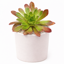buy semponium 'sienna' live succulent 2 inch online, warm spiced-burgundy tones throughout thick textured foliage, compact rosette structure with elegant layered leaf arrangement, exceptionally cold hardy frost resistant cultivar, needs minimal supplemental care once established, ideal decorative living room accent plant, wonderful distinctive succulent gift