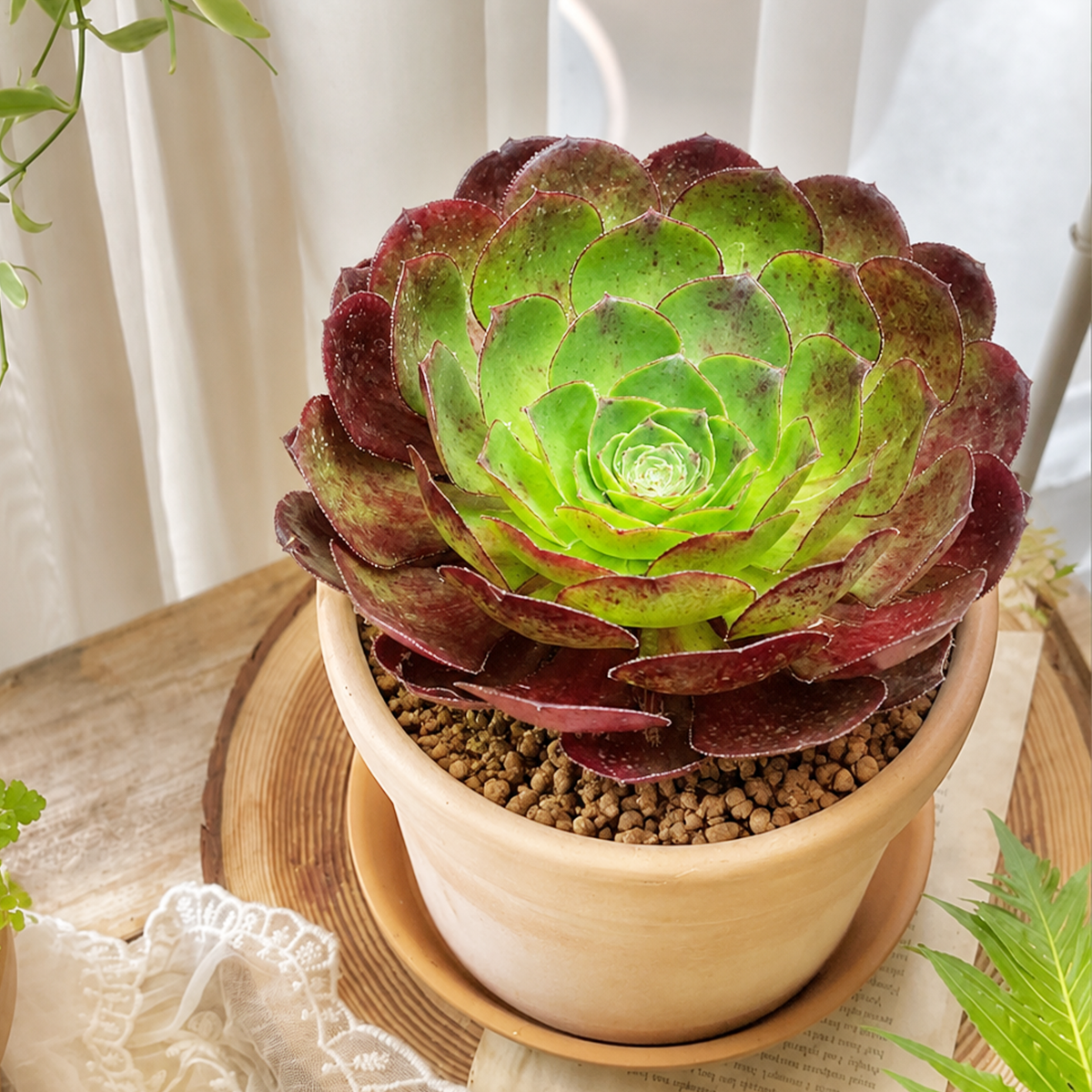 Semponium 'Vortex' 2 inch for sale, spiral rosette succulent, architectural succulent plant, unique vortex shaped succulent, colorful Semponium hybrid variety, ornamental rosette succulent for home and garden, drought tolerant succulent plant