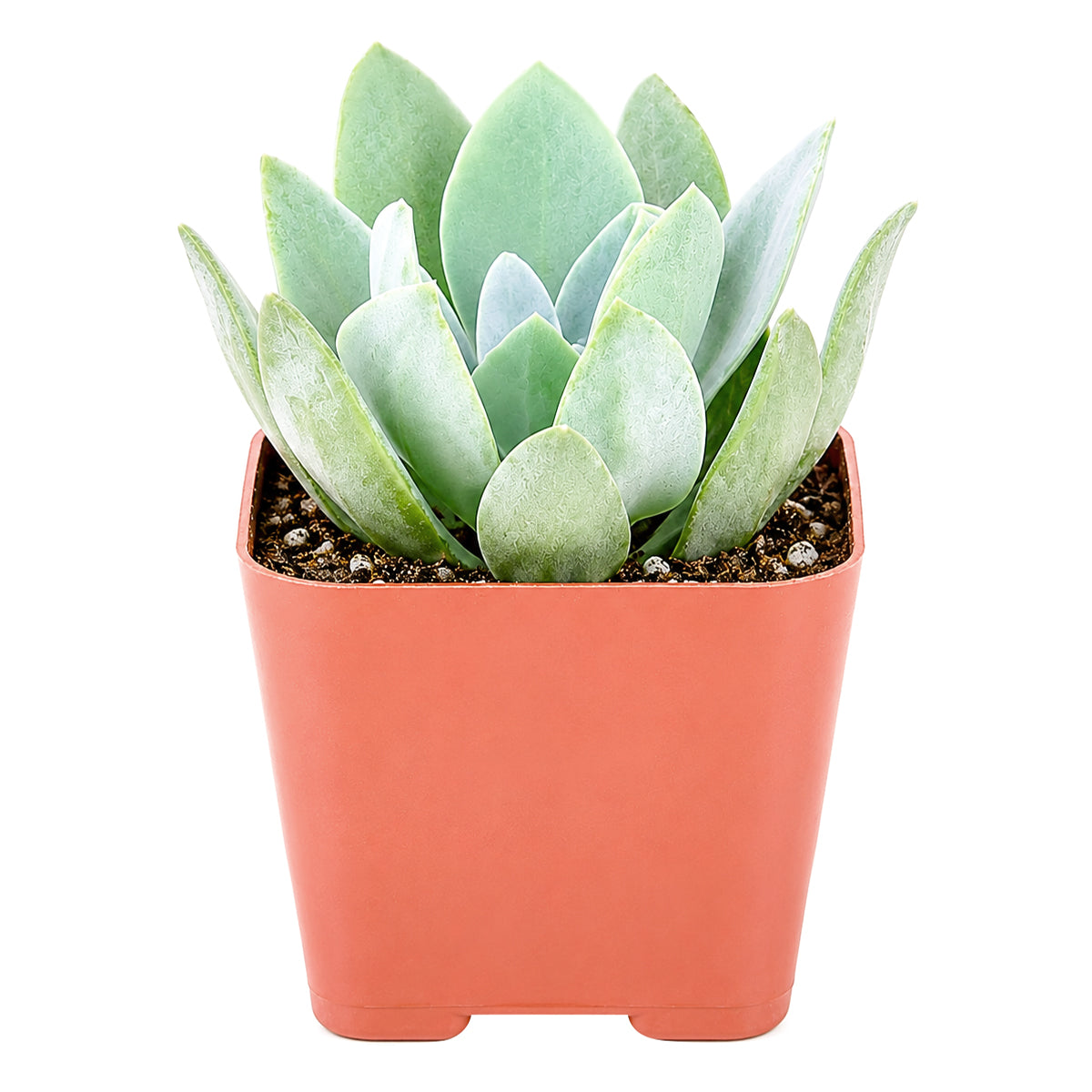 Buy 2" Senecio cephalophorus 'Mountain Fire' online. This distinctive succulent combines colorful foliage with an attractive clumping habit, making it a favorite among collectors. It grows well with bright sunlight, occasional watering, and a gritty succulent mix. An ideal addition to alpine gardens, succulent bowls, or curated plant collections.