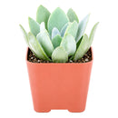 2" Senecio cephalophorus 'Mountain Fire' for sale. Featuring vibrant foliage and a naturally compact form, this hardy succulent adds year-round interest and architectural beauty to indoor and outdoor displays. It requires little maintenance and flourishes in sunny locations with well-draining soil. A wonderful option for both beginner and experienced succulent growers.