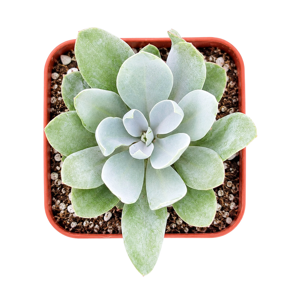 2" Senecio cephalophorus 'Mountain Fire' for sale. Featuring vibrant foliage and a naturally compact form, this hardy succulent adds year-round interest and architectural beauty to indoor and outdoor displays. It requires little maintenance and flourishes in sunny locations with well-draining soil. A wonderful option for both beginner and experienced succulent growers.