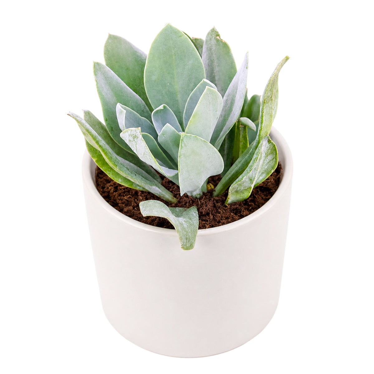 Buy 2" Senecio cephalophorus 'Mountain Fire' online. This colorful succulent is admired for its fleshy leaves that intensify to brilliant shades of red and orange with increased sun exposure. It prefers bright light, excellent drainage, and light watering after the soil has dried completely. An excellent choice for mixed succulent arrangements or as a standout specimen in any collection.
