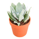 2" Senecio cephalophorus 'Mountain Fire' for sale. Featuring vibrant foliage and a naturally compact form, this hardy succulent adds year-round interest and architectural beauty to indoor and outdoor displays. It requires little maintenance and flourishes in sunny locations with well-draining soil. A wonderful option for both beginner and experienced succulent growers.
