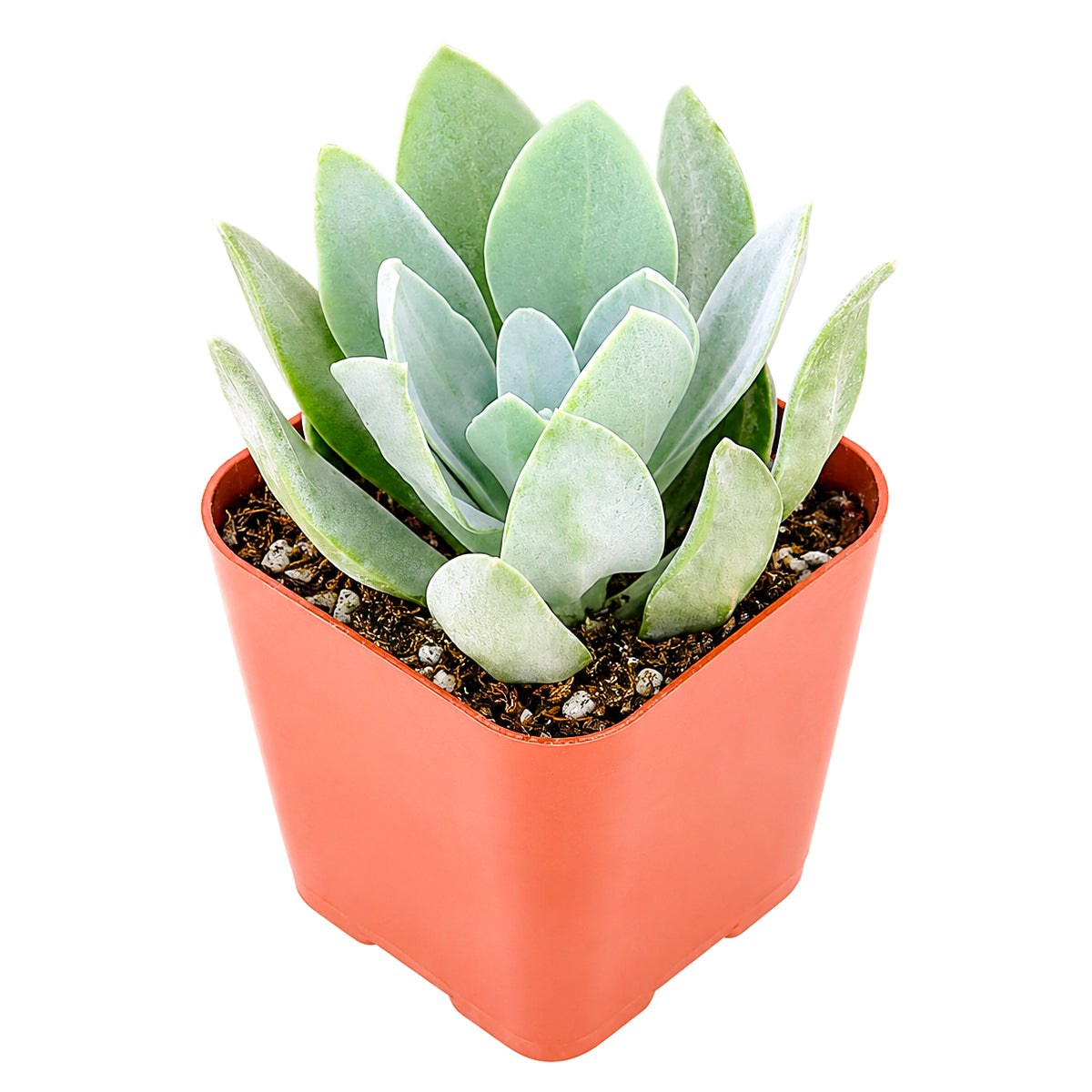 2" Senecio cephalophorus 'Mountain Fire' for sale. This beautiful succulent showcases bold seasonal color and unique foliage that stands out in any arrangement. It enjoys bright conditions, excellent drainage, and infrequent watering throughout the growing season. A perfect choice for creating eye-catching succulent displays or expanding any rare plant collection.