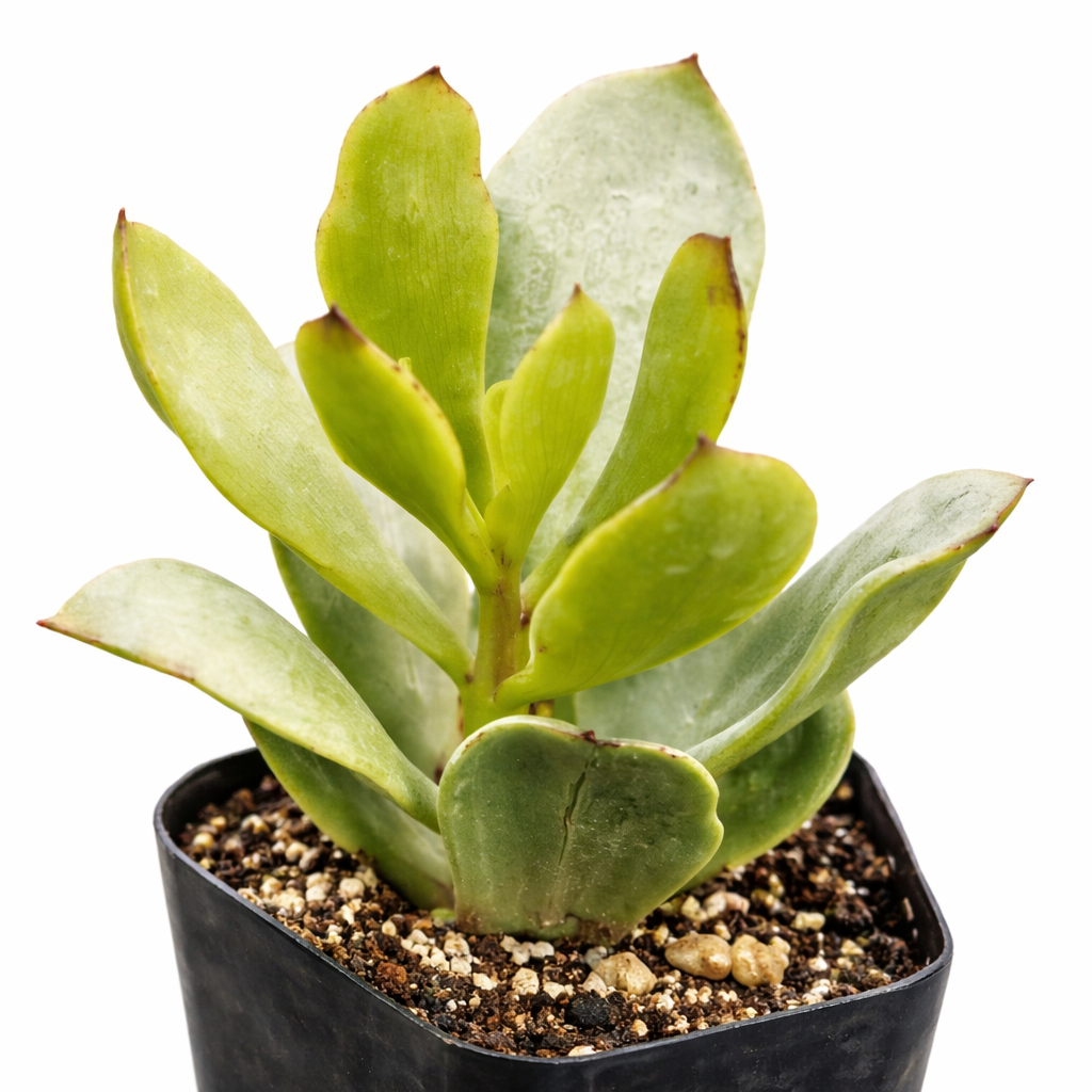 2 inch Senecio amaniensis, green succulents, indoor succulents, succulent care guide, buy succulents online