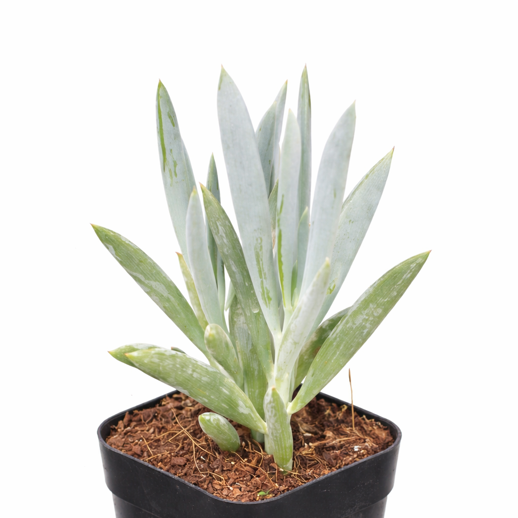 2 inch Senecio ficoides, green succulents, indoor outdoor succulents, succulent care guide, buy succulents online