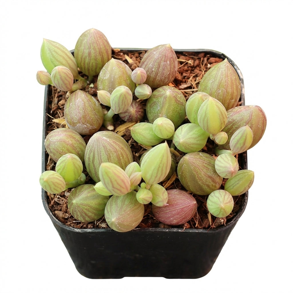 2 inch Senecio herreanus String of Watermelons succulent for sale, rare unique succulent for gifting