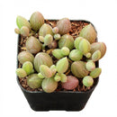 2 inch Senecio herreanus String of Watermelons succulent for sale, rare unique succulent for gifting