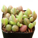 2 inch Senecio herreanus String of Watermelons succulent for sale, rare unique succulent for gifting