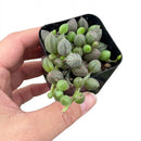 2 inch Senecio herreanus String of Watermelons succulent for sale, rare unique succulent for gifting