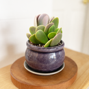 8-pack of 2" live plants for sale. Pick eight favorite plants and enjoy a variety of compact plants in 2" pots. Great for plant collections, gifting, decorating small spaces, and indoor gardening.