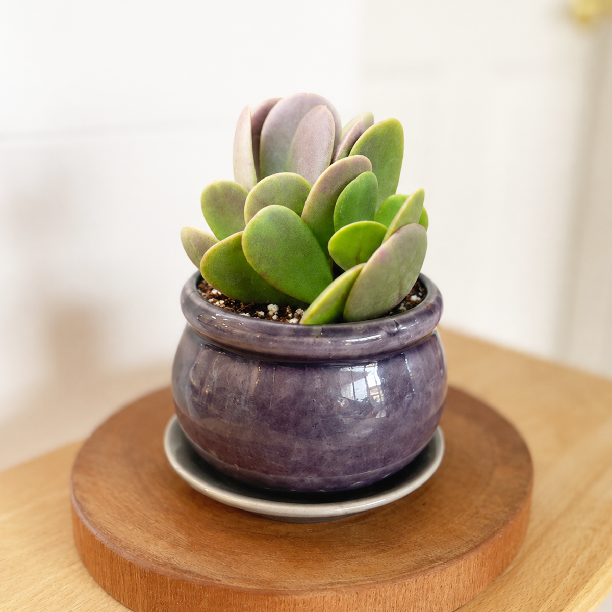 Buy Trailing Jade Senecio jacobsenii live plant online. This trailing succulent features thick, overlapping green leaves on cascading stems. Easy to care for, it thrives in bright light, well-draining soil, and requires minimal watering.